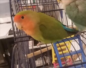 Pappagallo inseparabile con gabbia