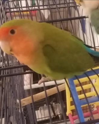 Pappagallo inseparabile con gabbia