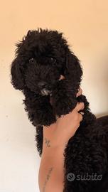 Cucciolo barboncino nano