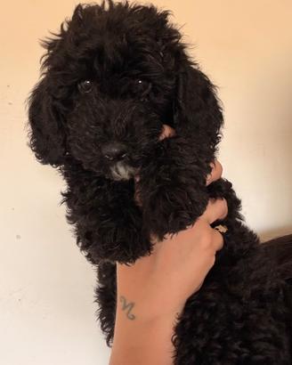 Cucciolo barboncino nano