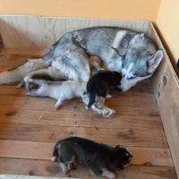 CUCCIA PARTO per CANI