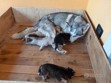 CUCCIA PARTO per CANI