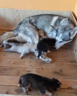 CUCCIA PARTO per CANI