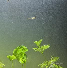 Piccoli di Guppy