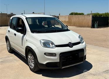 Panda ibrida