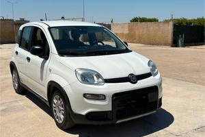 Panda ibrida