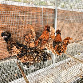 Galline padovane ciuffate