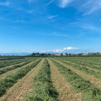 Erba medica terzo e quarto taglio