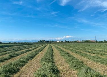 Erba medica terzo e quarto taglio