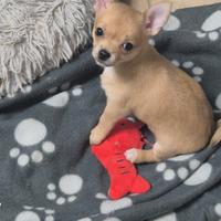 Chihuahua