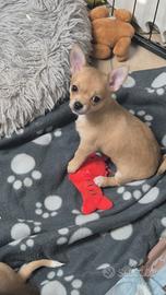 Chihuahua