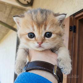 Cuccioli British Shorthair  con pedigree