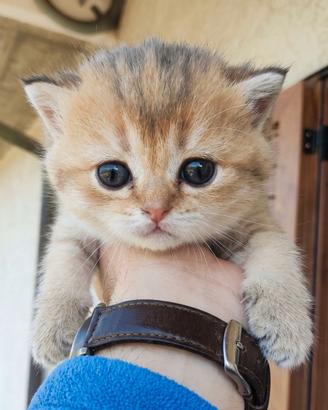 Cuccioli British Shorthair  con pedigree