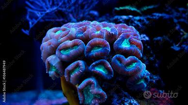 Coralli marino lps euphyllia e Caulastraea