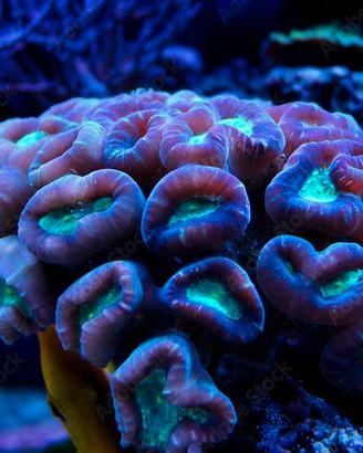 Coralli marino lps euphyllia e Caulastraea