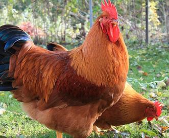 Galline ovaiole