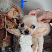 Cuccioli Chihuahua