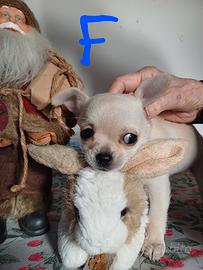 Cuccioli Chihuahua