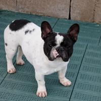 Bouledogue Francese