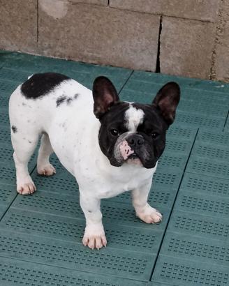 Bouledogue Francese