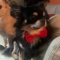 Chihuahua maschio pelo lungo per monta