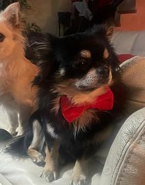 Chihuahua maschio pelo lungo per monta