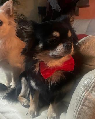 Chihuahua maschio pelo lungo per monta