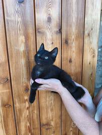 Gattina