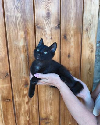 Gattina