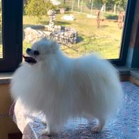 Spitz di Pomerania nano disponibile per monta