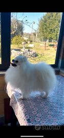 Spitz di Pomerania nano disponibile per monta