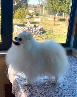 Spitz di Pomerania nano disponibile per monta