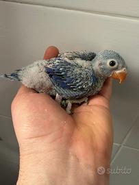 Parrocchetti dal collare