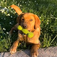 Labrador Retriver per accoppiamento