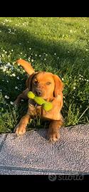 Labrador Retriver per accoppiamento