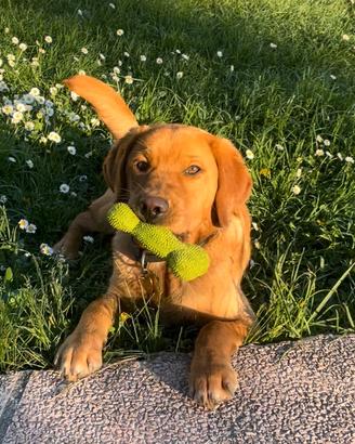 Labrador Retriver per accoppiamento