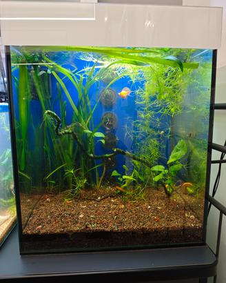 Acquario completo 