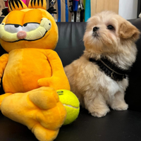 Maltipoo mini coreano