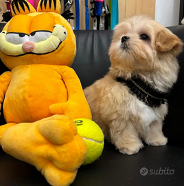 Maltipoo mini coreano