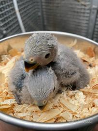 Inseparabili allevati a mano