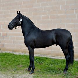 Cavallo Stallone Murgese