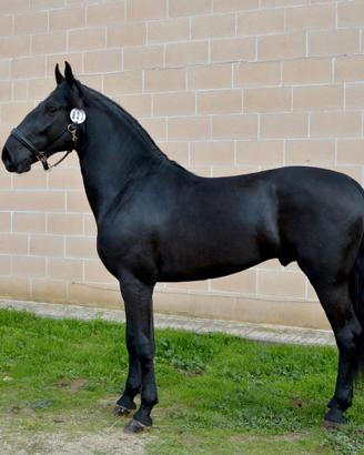Cavallo Stallone Murgese