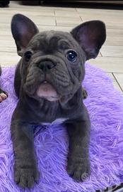 Bulldog francese blu