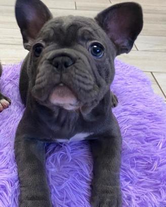 Bulldog francese blu