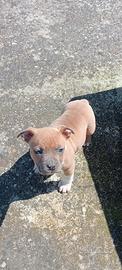 American Staffordshire Terrier