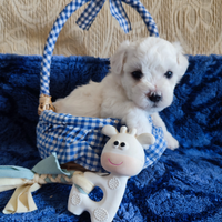 Cuccioli di BICHON Á POIL FRISÉ con Pedigree ENCI