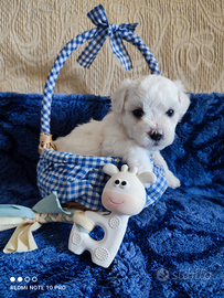 Cuccioli di BICHON Á POIL FRISÉ con Pedigree ENCI