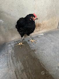 Gallo Marans giovane