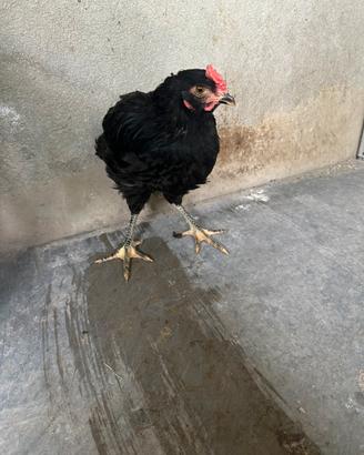 Gallo Marans giovane