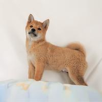 Shiba inu Cucciolo